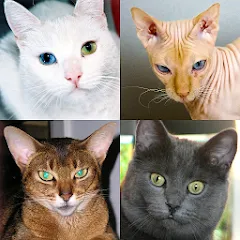 Скачать взлом Cats Quiz Guess Popular Breeds [МОД Меню] на Андроид