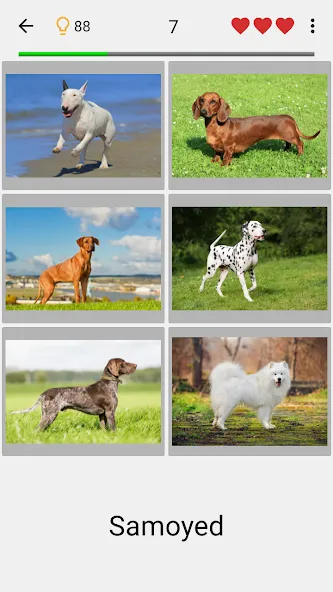 Dogs Quiz - Guess All Breeds!  [МОД Много денег] Screenshot 1