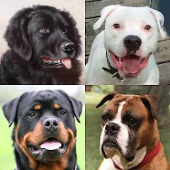 Скачать взлом Dogs Quiz - Guess All Breeds!  [МОД Много денег] на Андроид