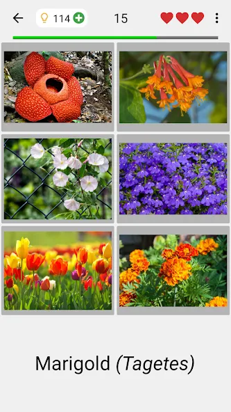 Flowers Quiz - Identify Plants  [МОД Меню] Screenshot 2