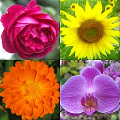 Скачать взлом Flowers Quiz - Identify Plants [МОД Меню] на Андроид